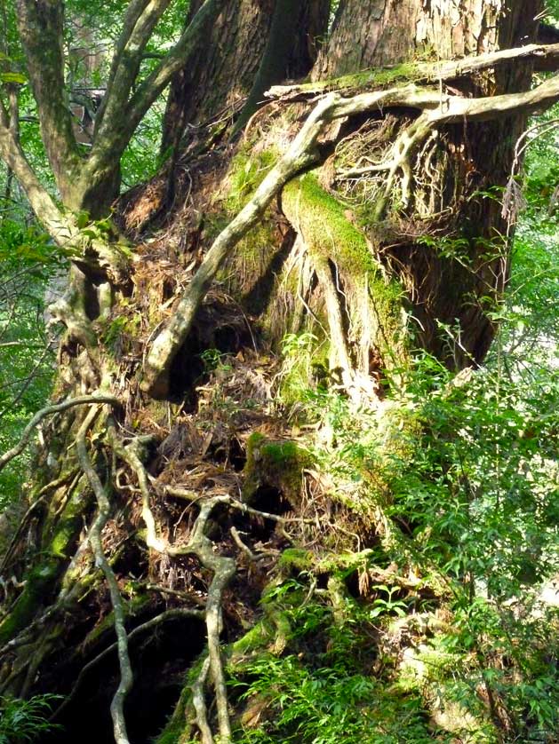 On Yakushima mosses and ferns abound, occurring as epiphytes on trees that themselves are growing on the stumps of ancient cedars.