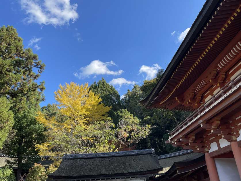 Autumn leaves at the shrine.