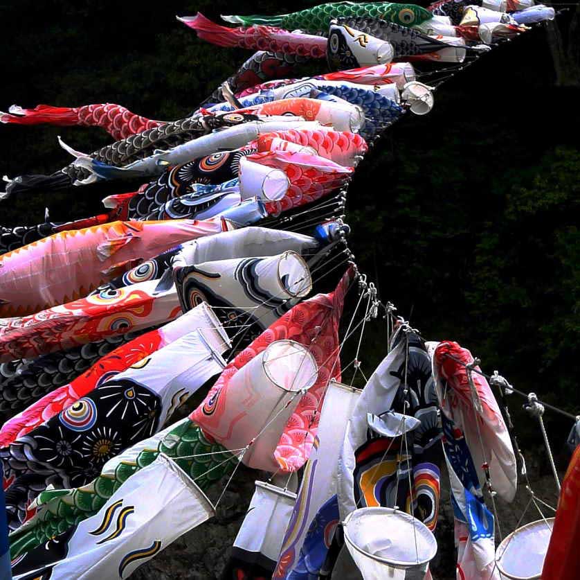 Koinobori - carp streamers - Japan glossary.