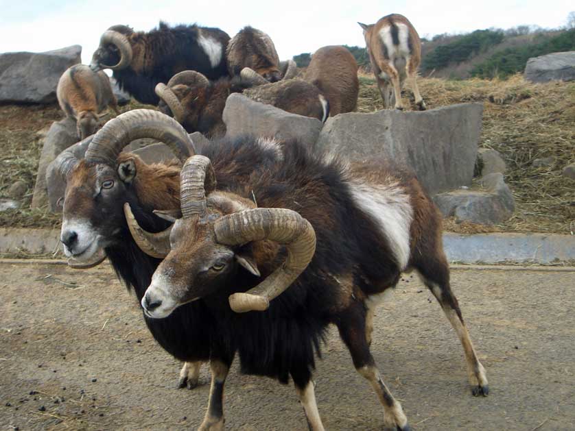 Mouflons.