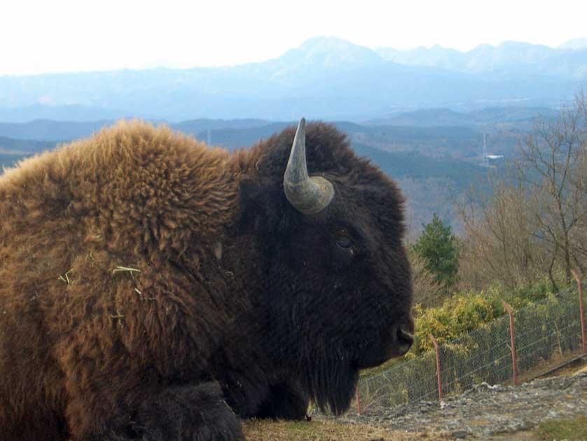 Bison.