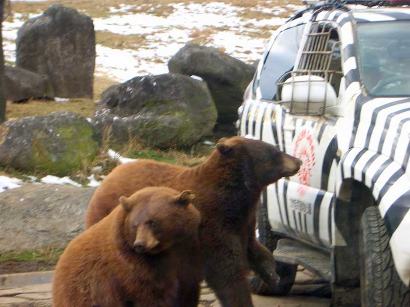 Bears.