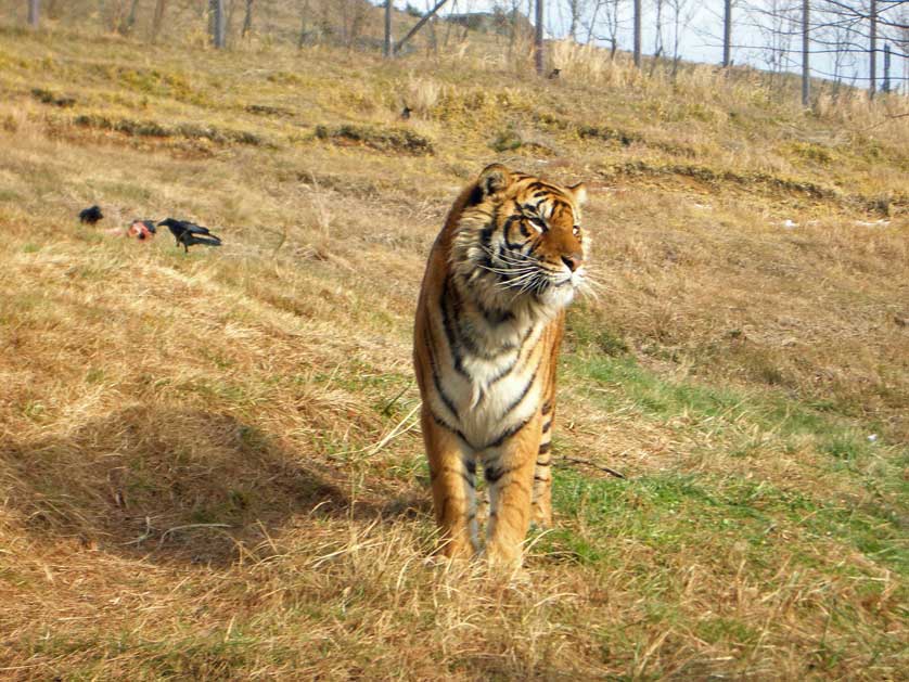 Tiger.