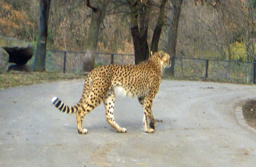 Cheetah.