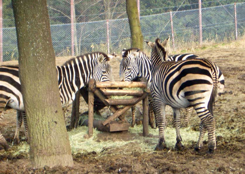 Zebras.