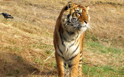 African Safari Wildlife Park, Beppu, Oita Prefecture.